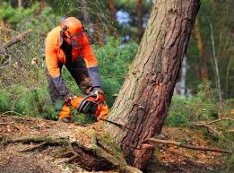 Reliable Winchester, NV  Tree Services Solutions