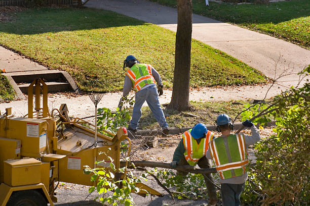 Best Leaf Removal  in Winchester, NV