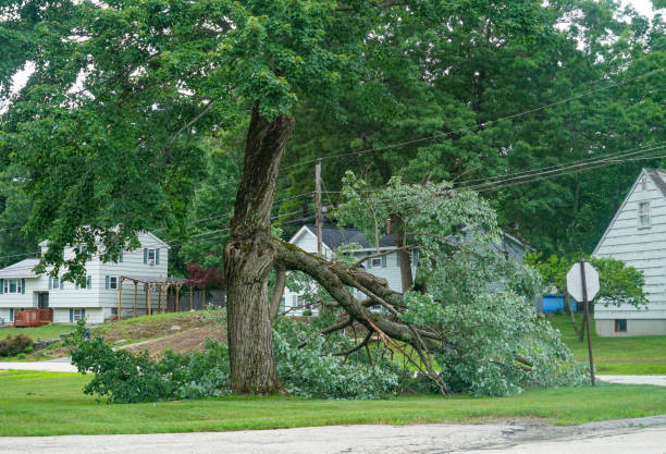 How Our Tree Care Process Works  in  Winchester, NV